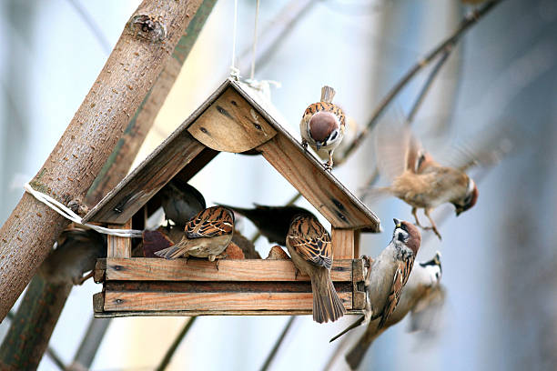 Futterhäuser für Vögel